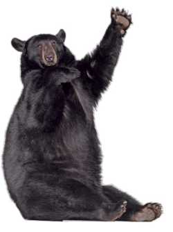 Чёрный американский медведь