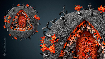 Вирус СПИДа фото в электронный микроскоп.