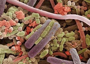 Бактерии, микробы на языке.