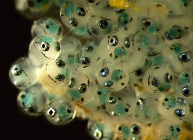 Рыбные икринки под микроскопом
