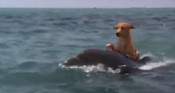 дельфин спасает собаку