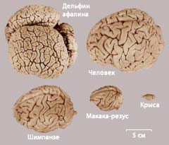 сравнительные размеры мозга человека и некоторых животных