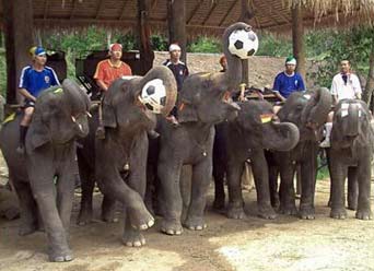 слоны играют в футбол