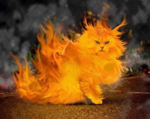 огненно-рыжий кот