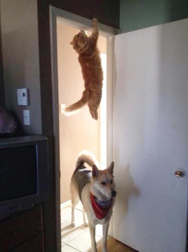 кот висит на двери