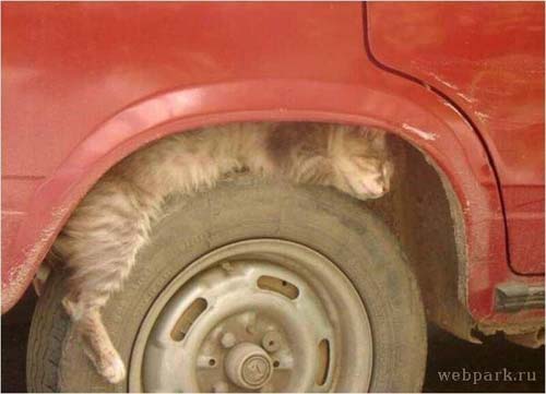 кот спит на колесе машины